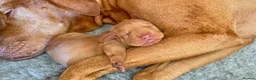 Hungarian Vizsla dogs for sale: HUNGARIAN VIZSLA PEDIGREE PUPS • ALFORD SCOTLAND - Advert 6