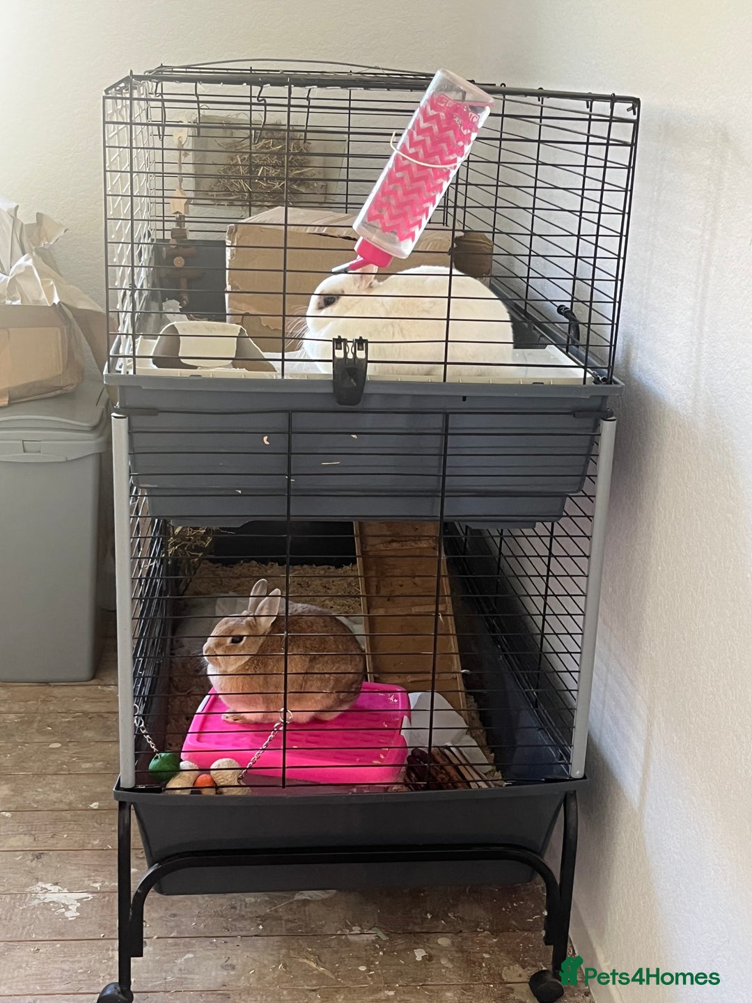 Netherland Dwarf rabbits for sale: 2 female dwarf rabbits - Advert 4