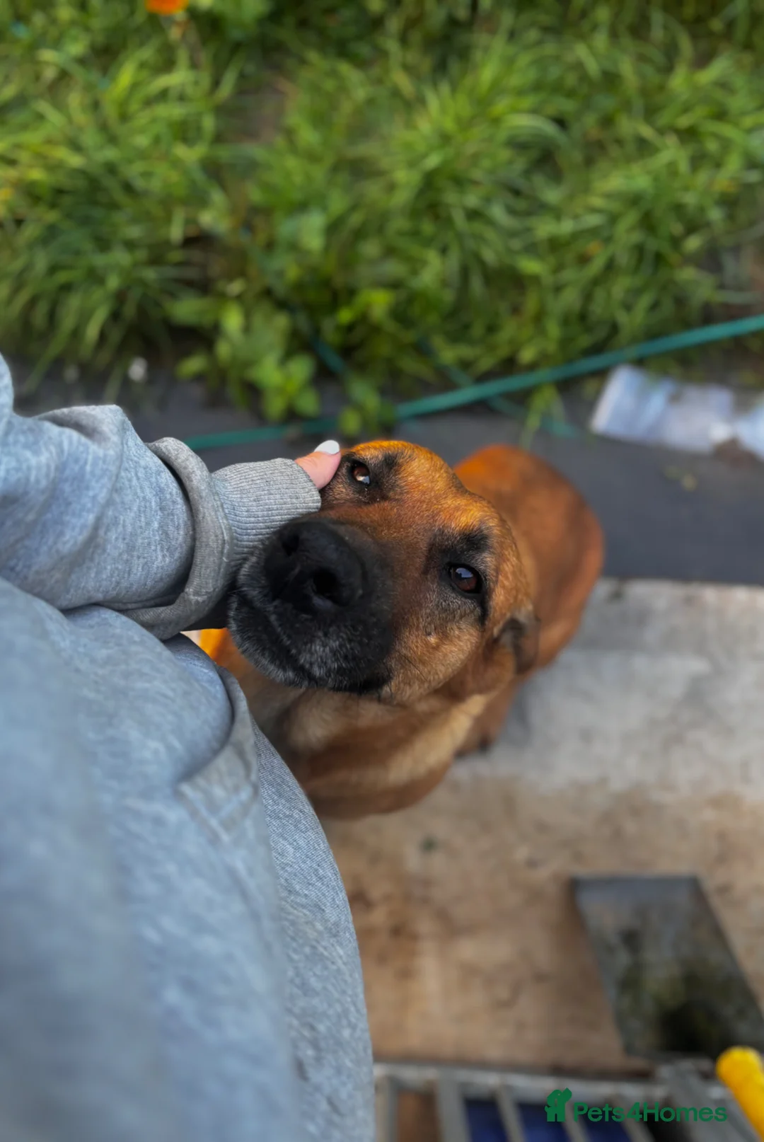 Mixed Breed dogs for sale: Dutch Herder x Belgian Malinois - Advert 2