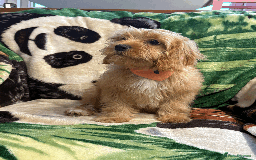 Cavachon dogs for sale: Fluffball Cavapoos ready to go 💕 - Image 29