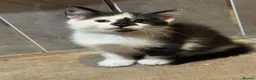 Mixed Breed cats for sale: Beautiful kittens looking for home ❤️ - Advert 19