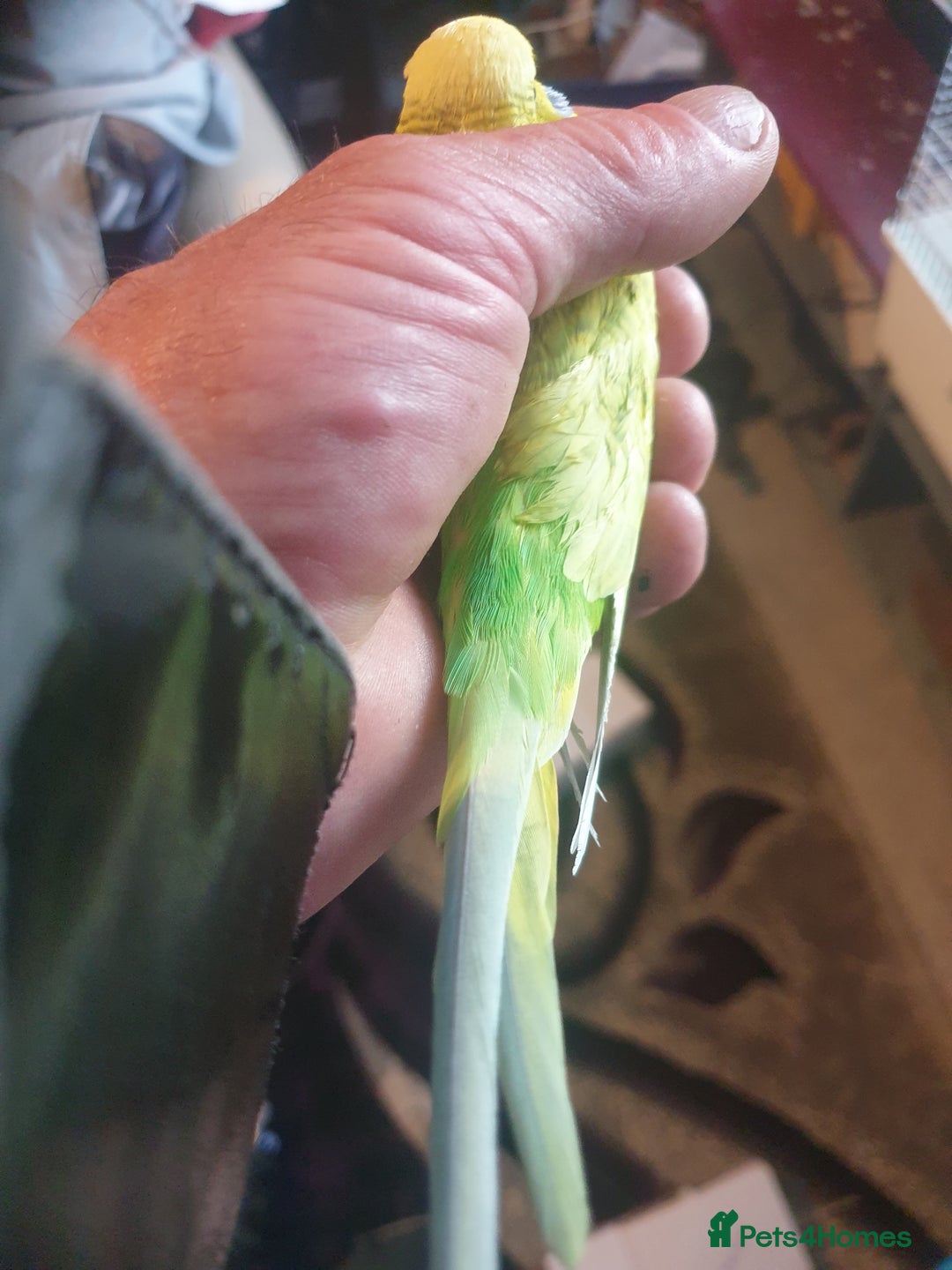 Budgerigars birds for sale: Budgies  - Image 1