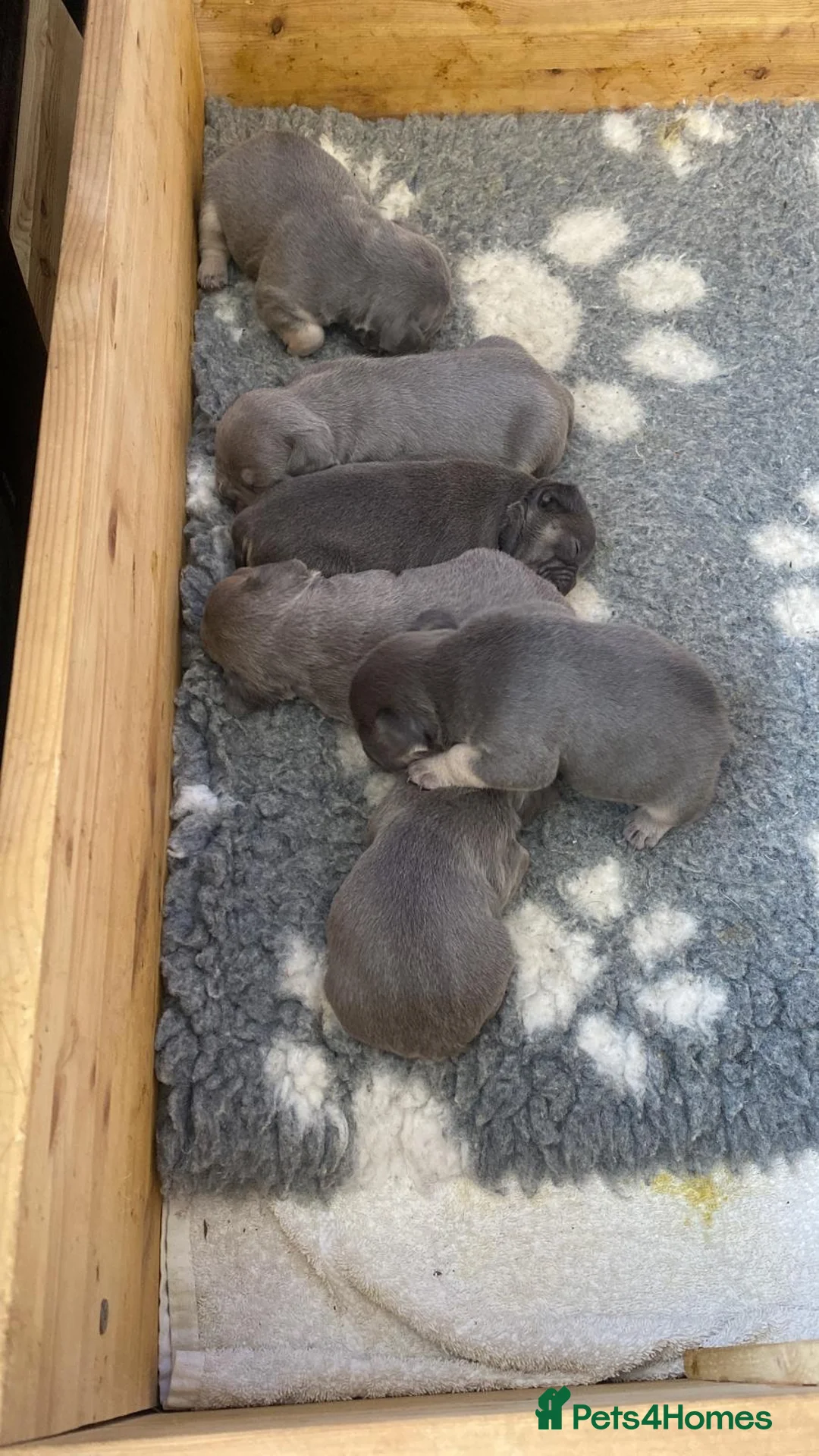 French Bulldog dogs for stud: ISABELLA NEWSHADE AND TAN CREAM CARRIER STUD in Boston - Advert 12