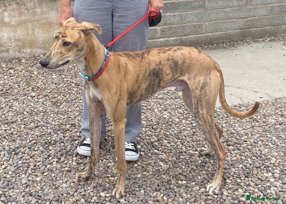 Lurcher dogs Puppy Max wants a new loving forever home - Advert 6