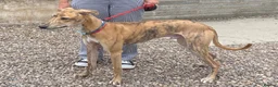 Lurcher dogs for adoption: Puppy Max wants a new loving forever home - Advert 1