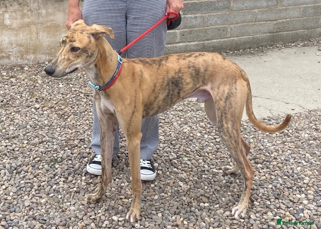 Lurcher dogs for adoption: Puppy Max wants a new loving forever home - Advert 1