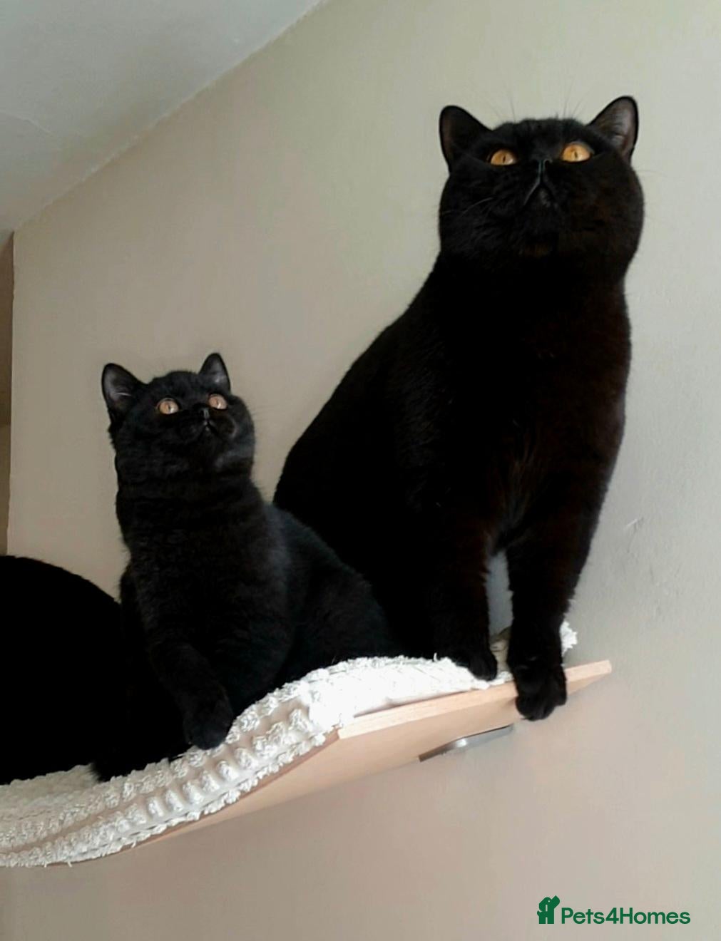 British Shorthair cats 🏆IMPRESSIVE PEDIGREE BSH KITTENS - Advert 11