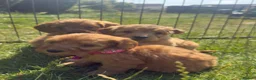 Cavapoo dogs for sale: Beautiful Red Toy Cavapoo Puppies - Advert 8