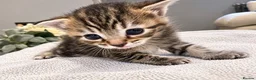 Domestic Shorthair cats for sale: Beautiful Home-Raised Black, Tabby &Torbie Kittens in Barnsley - Advert 14