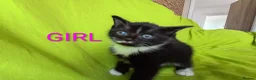 Mixed Breed cats for sale: Adorable kittens  - Advert 5