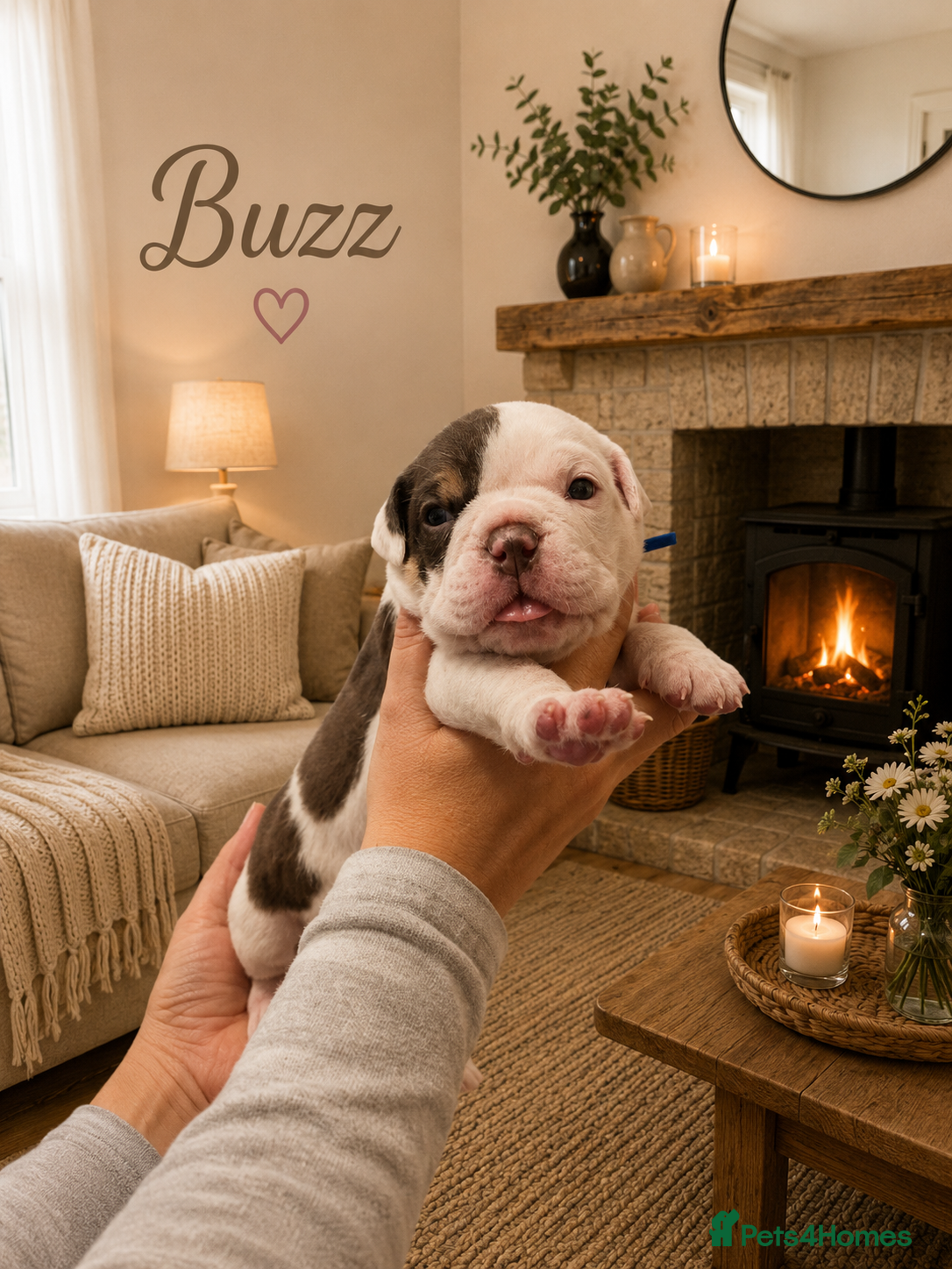 Dorset Olde Tyme Bulldogge dogs ⭐️Beautiful olde English bulldog puppies ⭐️ - Advert 2