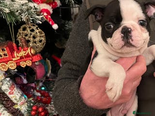 Boston Terrier dogs Boston Terrier male puppy - Advert 4