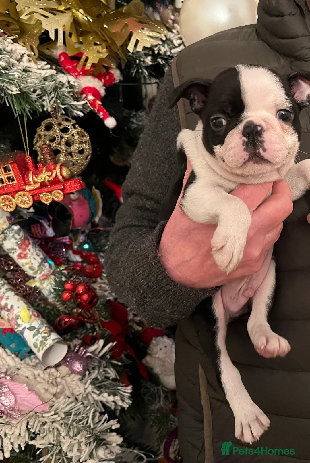 Boston Terrier dogs for sale: Boston Terrier male puppy - Advert 1