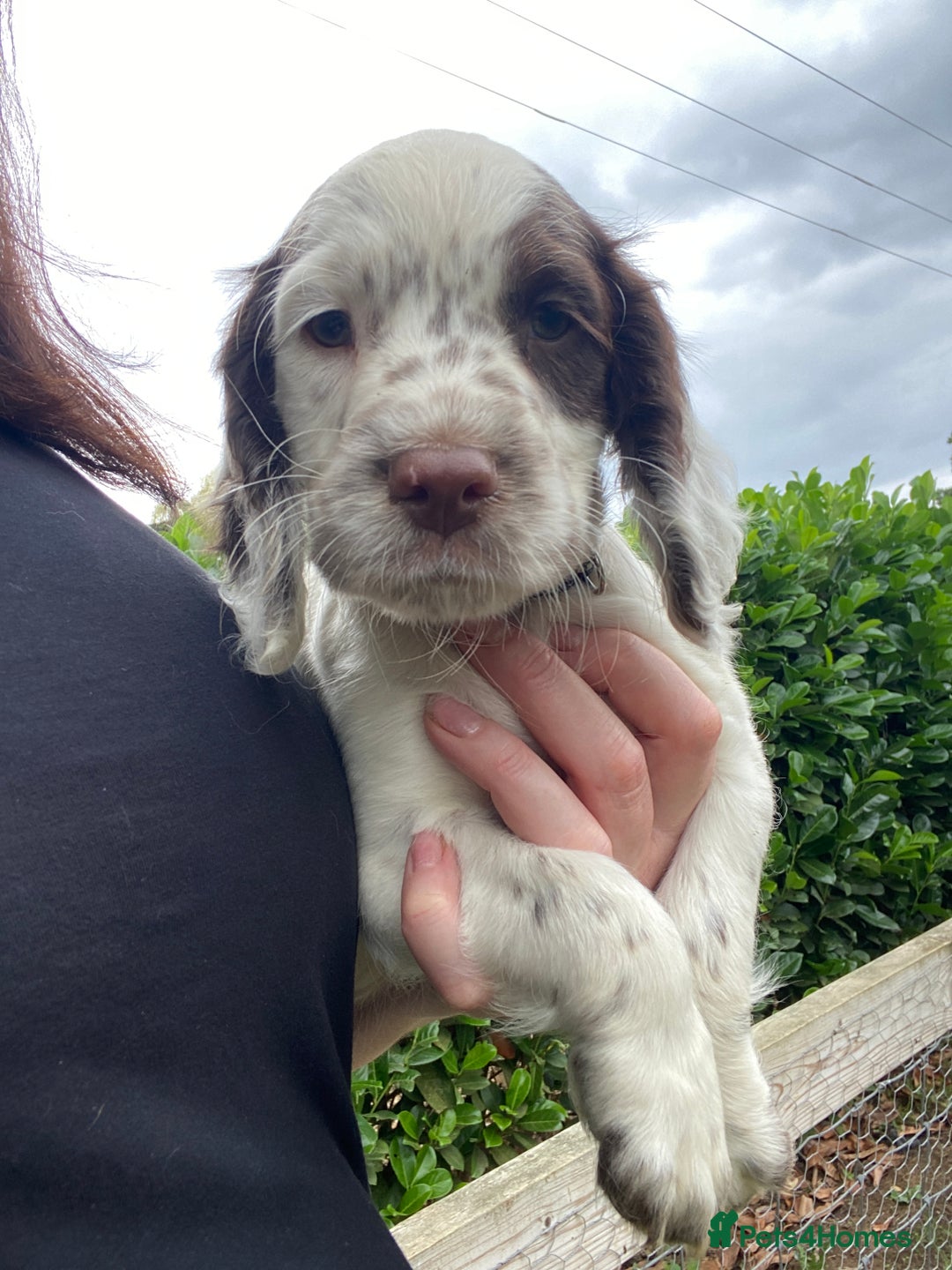 Sprocker dogs for sale: Beautiful F1 Sprocker Spaniel Puppies. in King's Lynn - Image 9