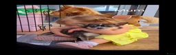 Chihuahua dogs for sale: ONLY 2 STUNNING KC REG PUPPIES LEFT AVAILABLE!! - Advert 18