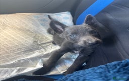Belgian Shepherd Dog dogs for sale: Blue dutch herder puppy - Image 4