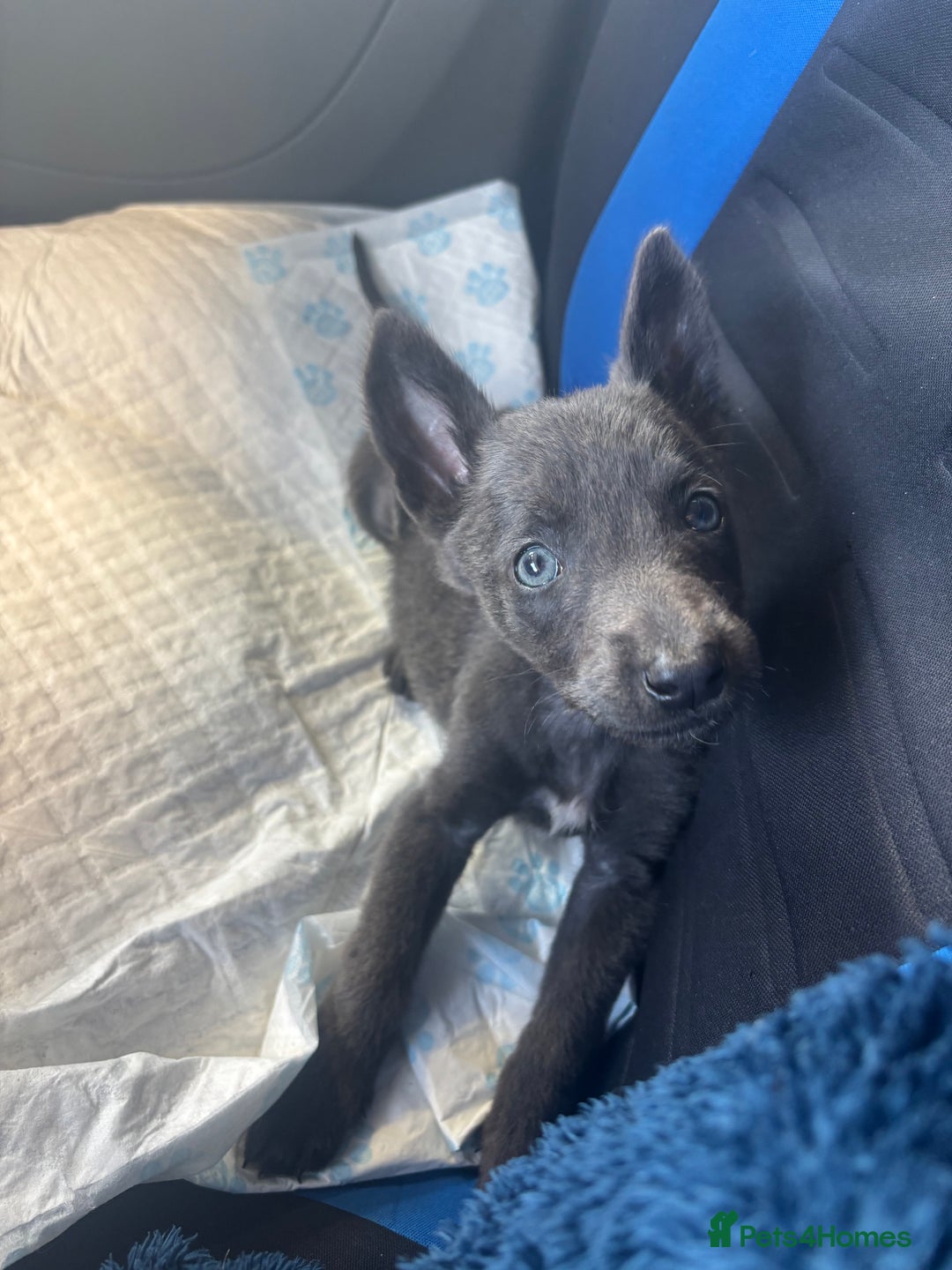 Belgian Shepherd Dog dogs for sale: Blue dutch herder puppy - Image 4