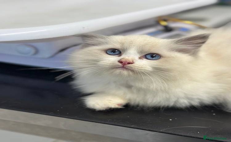 Ragdoll cats - Advert 10