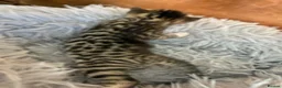 Bengal cats for sale: Beautiful half Bengal kittens - Advert 6