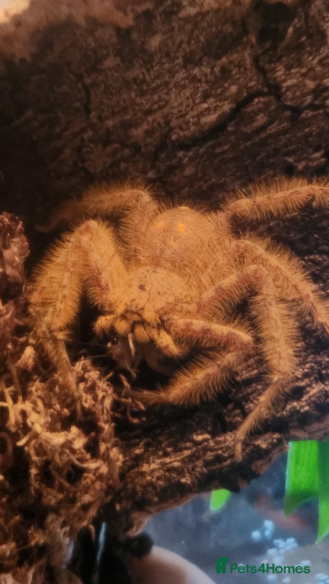 Spiders invertebrates for sale: Heteropoda Davidbowie Huntsman - Advert 1