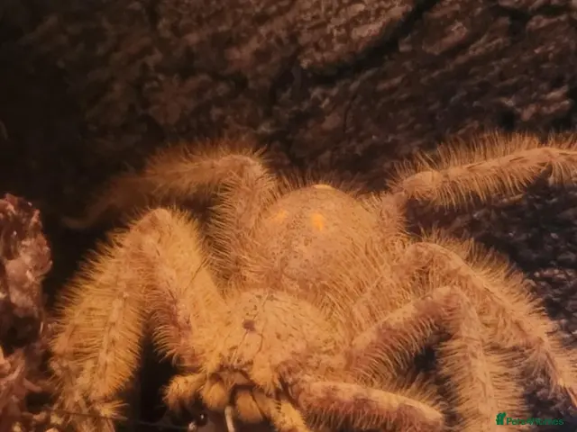 Spiders invertebrates for sale: Heteropoda Davidbowie Huntsman - Advert 1