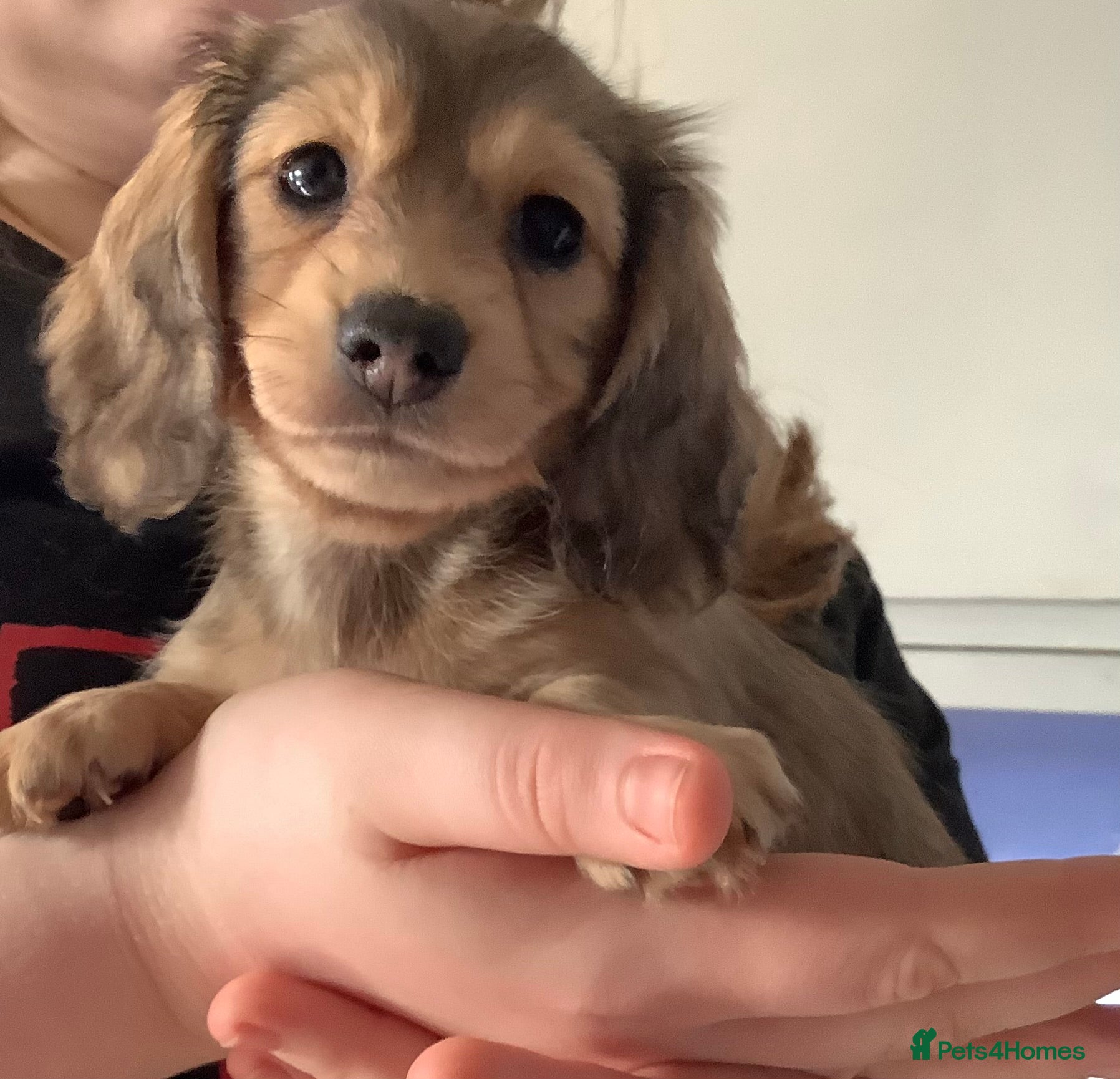 Miniature Dachshund dogs PRA Clear Mini Longhair Dachshund Pups Cream Red.. - Advert 3
