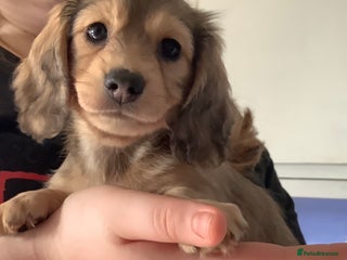 Miniature Dachshund dogs PRA Clear Mini Longhair Dachshund Pups Cream Red.. - Advert 3