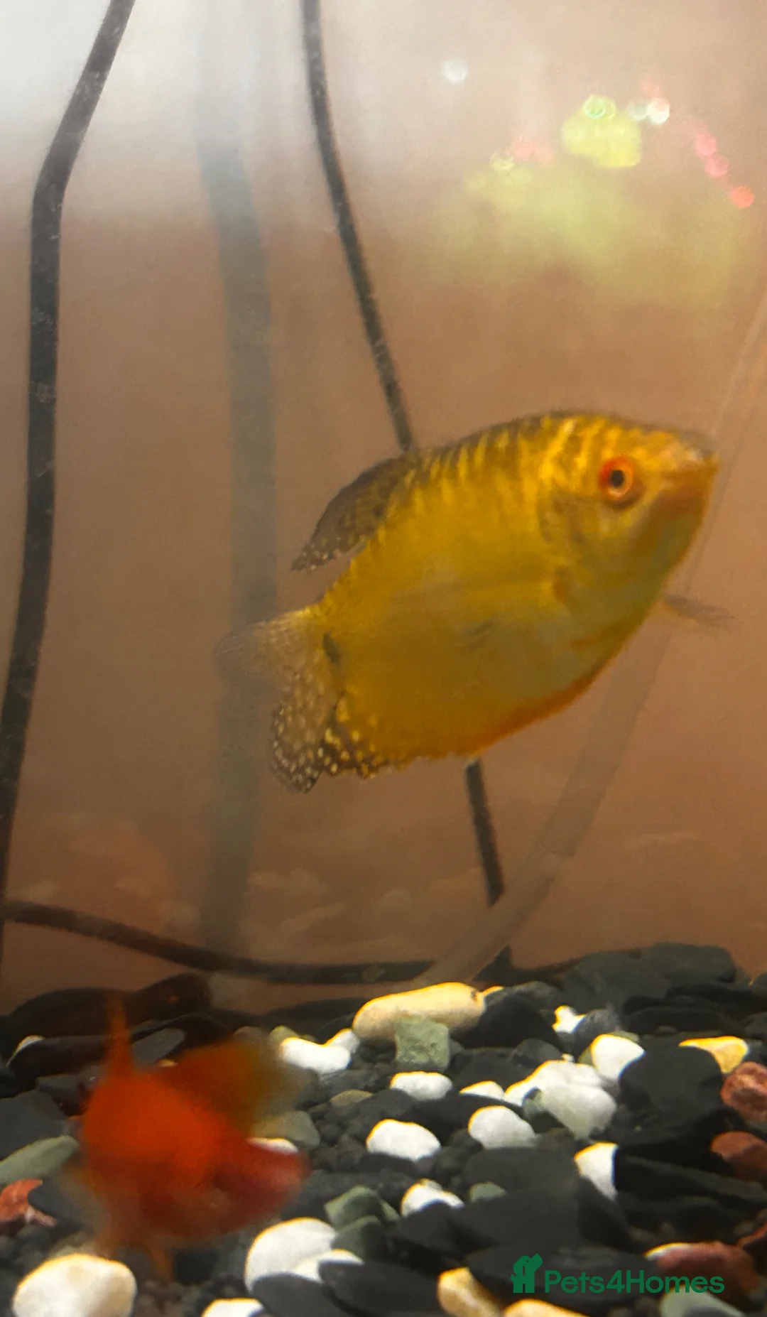 Other/Mixed Breed fish for sale: All fishes in the photos for sale in Hayes - Advert 2