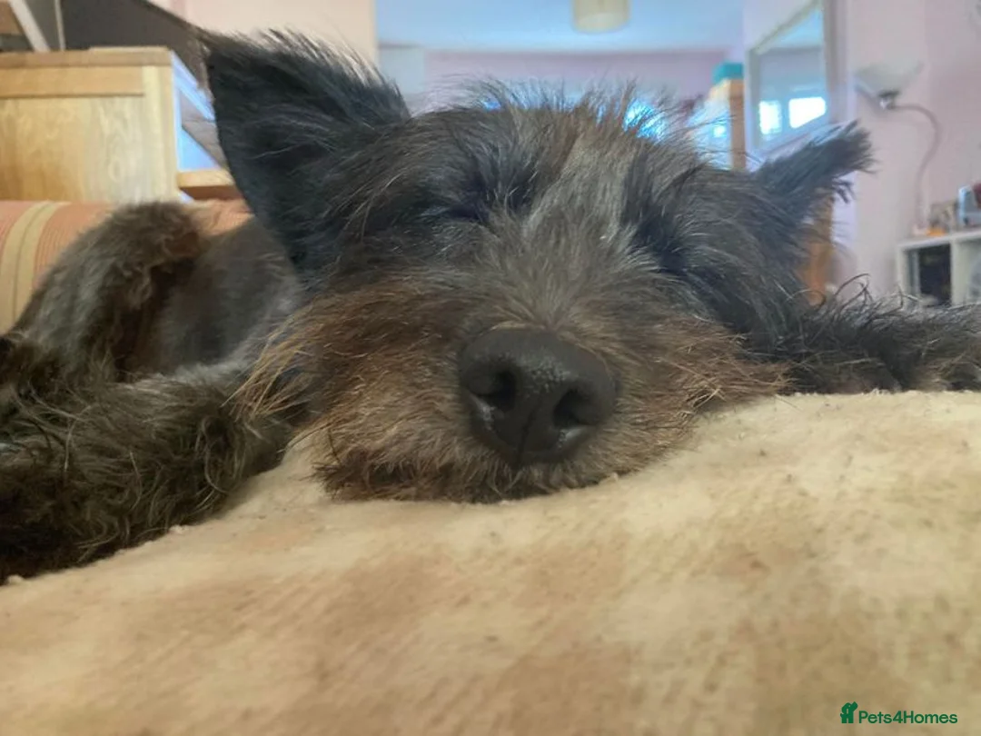 Mixed Breed dogs for adoption: Senior boy Moflea has never had a home in Waltham Abbey - Advert 8