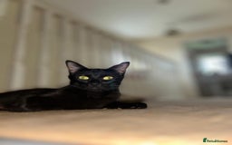 British Shorthair cats for sale: 6 Adorable Kittens for Sale - Image 3