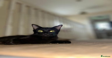 British Shorthair cats - Advert 16