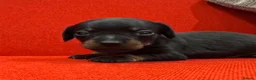Miniature Dachshund dogs for sale: KC Mini black and tan Dachshund puppies  - Advert 6