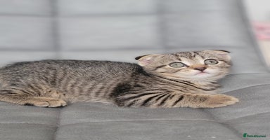 Scottish Fold cats - Advert 7