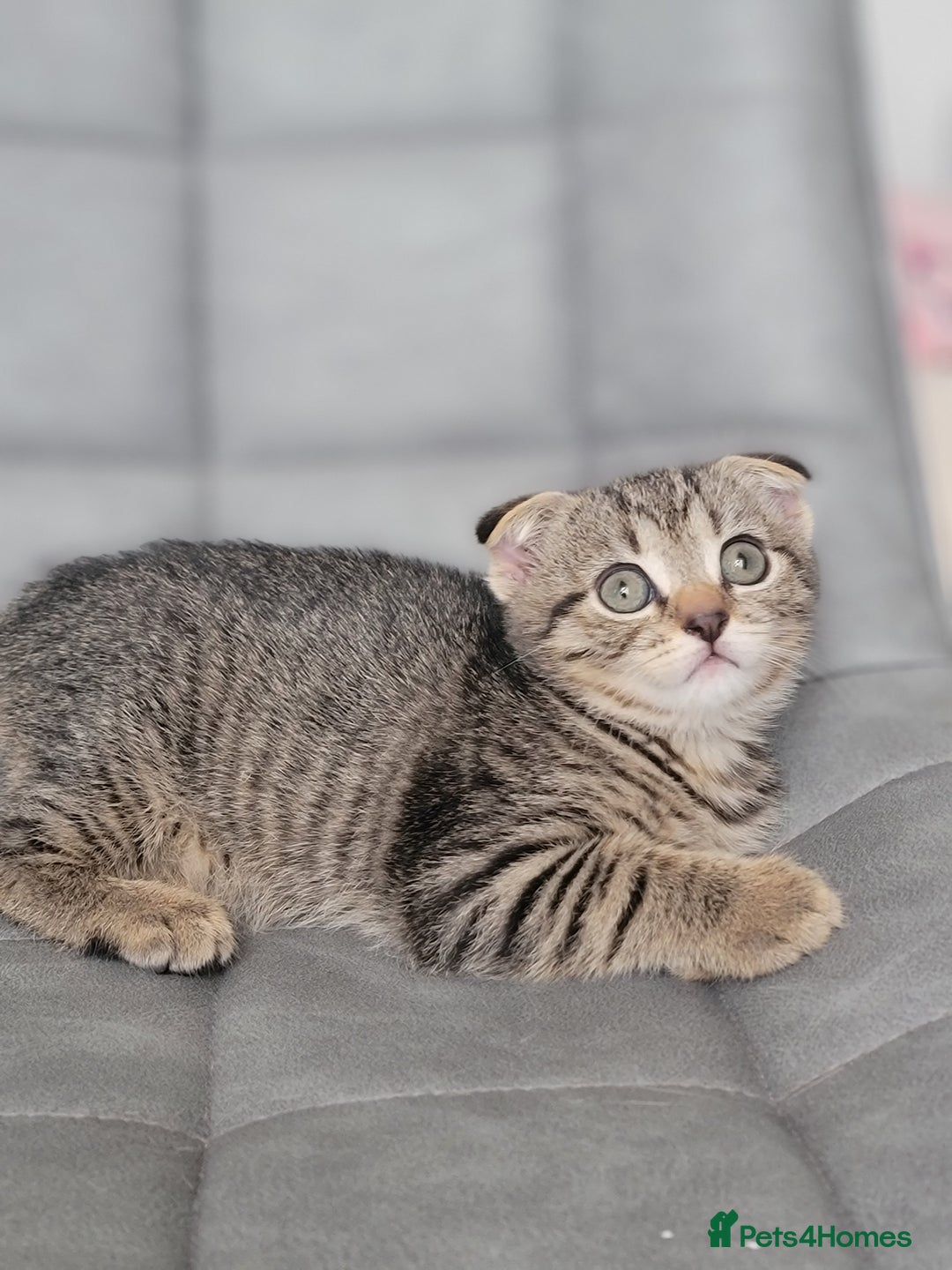 Scottish Fold cats for sale: Scottish mixed  - Image 4