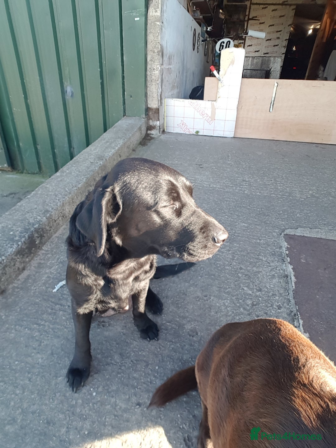 Labrador Retriever dogs for sale: Labrador puppies, beuitfull fur babbies  - Image 5