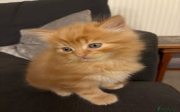Mixed Breed cats for sale: Quarter Persian kittens  - Image 5