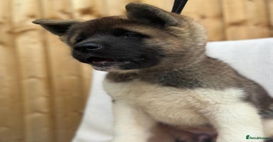 Akita dogs - Advert 8