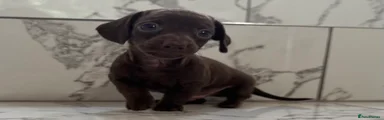 Miniature Dachshund 2
