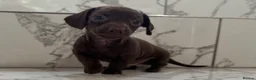 Miniature Dachshund dogs for sale: KC miniature dachshunds - Tiny. Sunning! - Advert 20