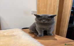 British Shorthair cats for sale: Beautiful Chunky British Shorthair Kittens Pure - Image 15