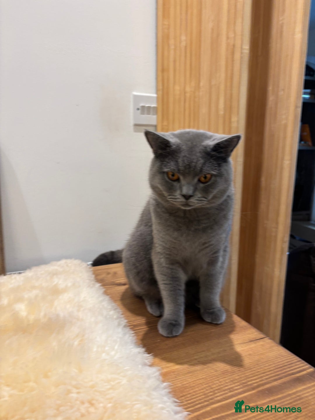 British Shorthair cats for sale: Beautiful Chunky British Shorthair Kittens Pure - Image 15