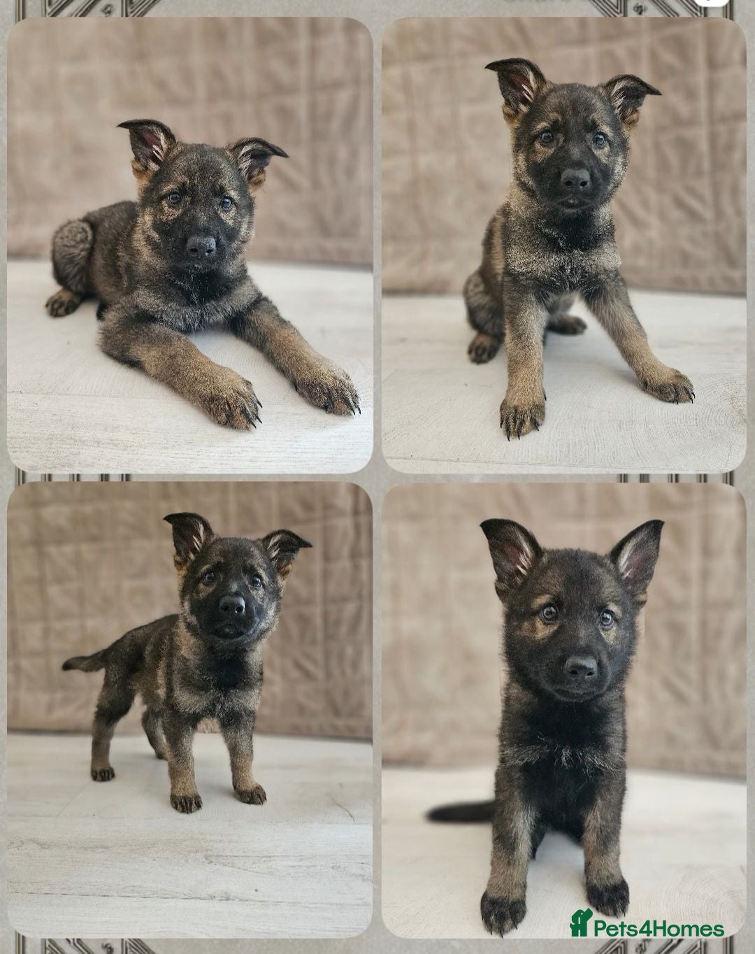 German Shepherd dogs Outstanding Pedigree German Shepherd Puppies - Advert 1