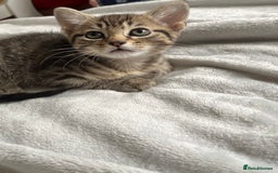Mixed Breed cats for sale: Adorable kittens ready for loving homes! - Image 11
