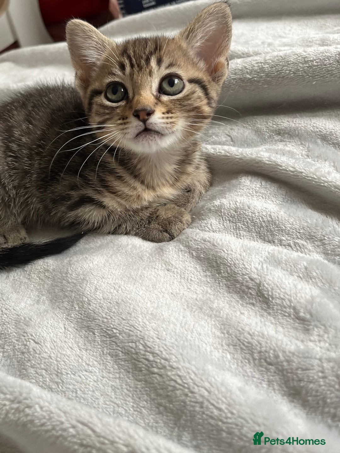 Mixed Breed cats for sale: Adorable kittens ready for loving homes! - Image 11