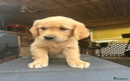 Golden Retriever dogs for sale: Kc registered Golden Retriever puppies available  - Image 8