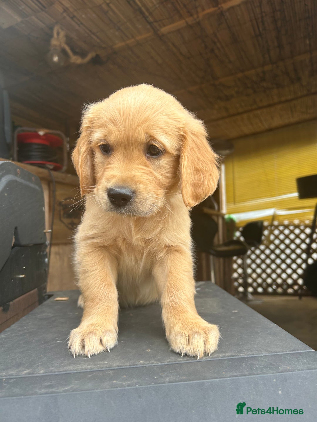 Golden Retriever dogs for sale: Kc registered Golden Retriever puppies available  - Image 8