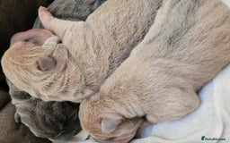Shar Pei dogs for sale: Shar Pei Puppies - Image 14