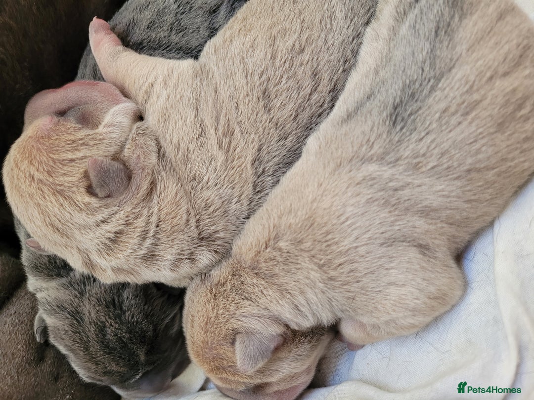 Shar Pei dogs for sale: Shar Pei Puppies - Image 14