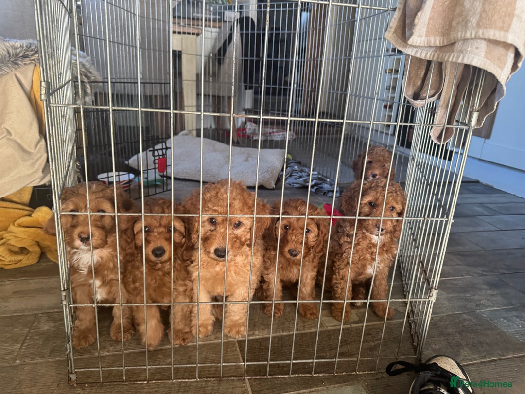Cockapoo dogs for sale: Cockapoo puppies in Preston - Image 32