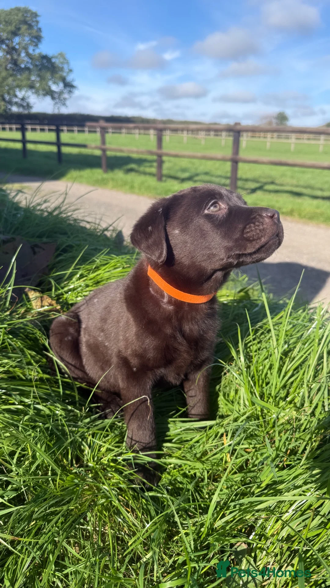 Labrador Retriever dogs for sale: Beautiful Labrador puppies chocolate and yellow  in Chulmleigh - Advert 2